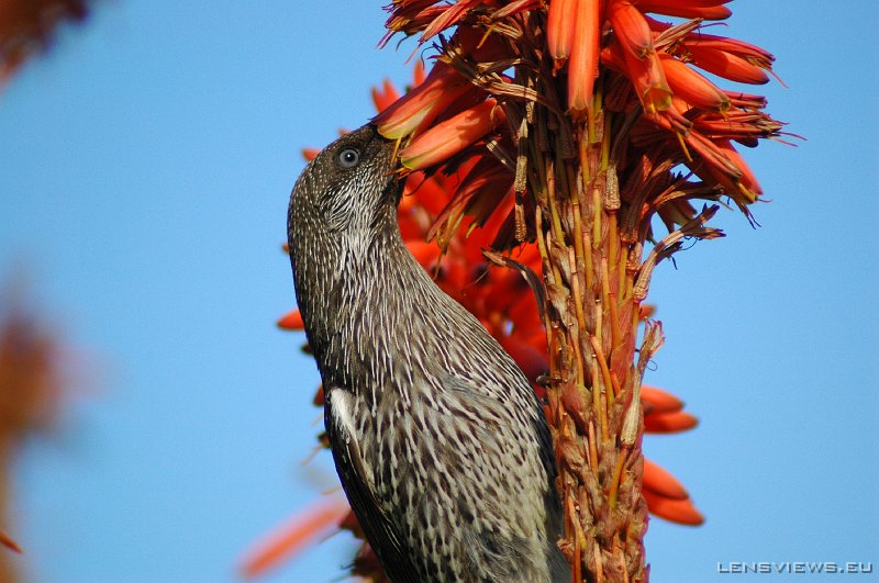 Wattlebird 104 